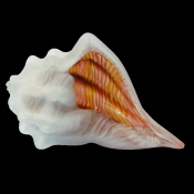 shell2