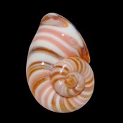 shellpendant